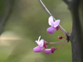 Vlog Week Day 4: Redbuds